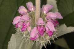 Phlomis spectabilis